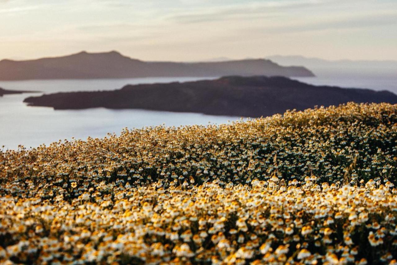 Akrotírion Arcana Santorini Villas, An Authentic Cycladic Experience מראה חיצוני תמונה